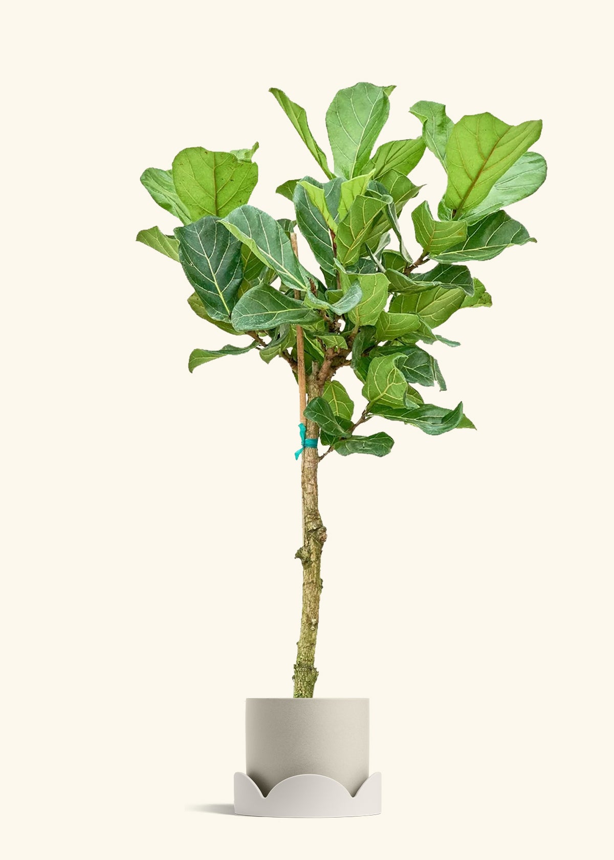 Fiddle Leaf Fig in a 10 inches Oat Classic Cylinder Planter in a Oat Petal Drip Tray