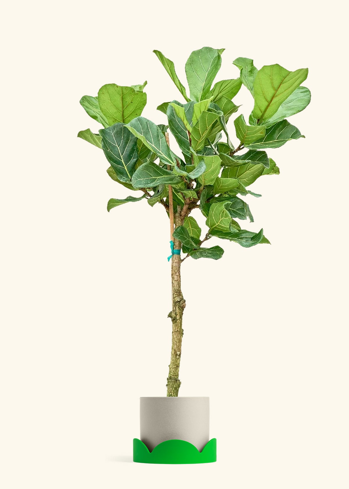 Fiddle Leaf Fig in a 10 inches Oat Classic Cylinder Planter in a Shamrock Petal Drip Tray