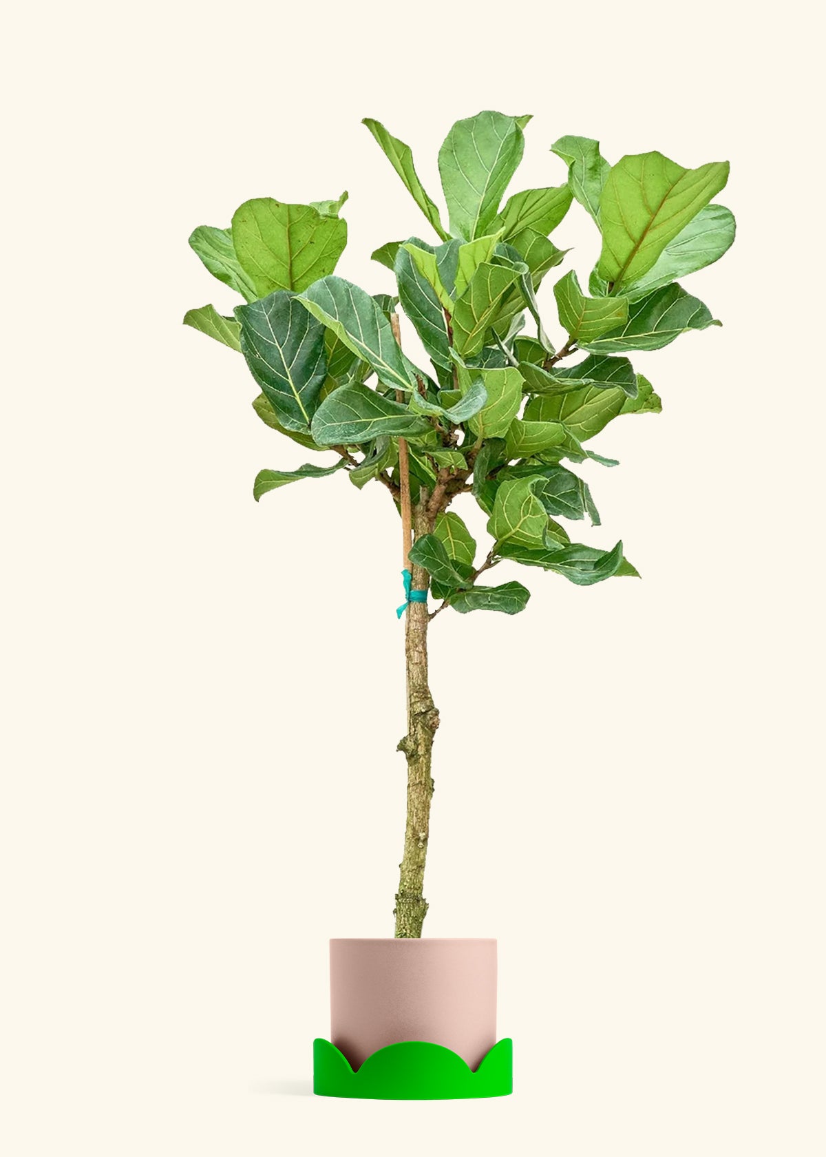 Fiddle Leaf Fig in a 10 inches Pink Classic Cylinder Planter in a Shamrock Petal Drip Tray