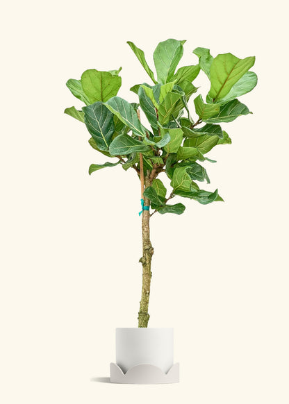 Fiddle Leaf Fig in a 10 inches White Classic Cylinder Planter in a Oat Petal Drip Tray