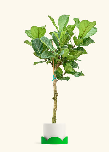 Fiddle Leaf Fig in a 10 inches White Classic Cylinder Planter in a Shamrock Petal Drip Tray