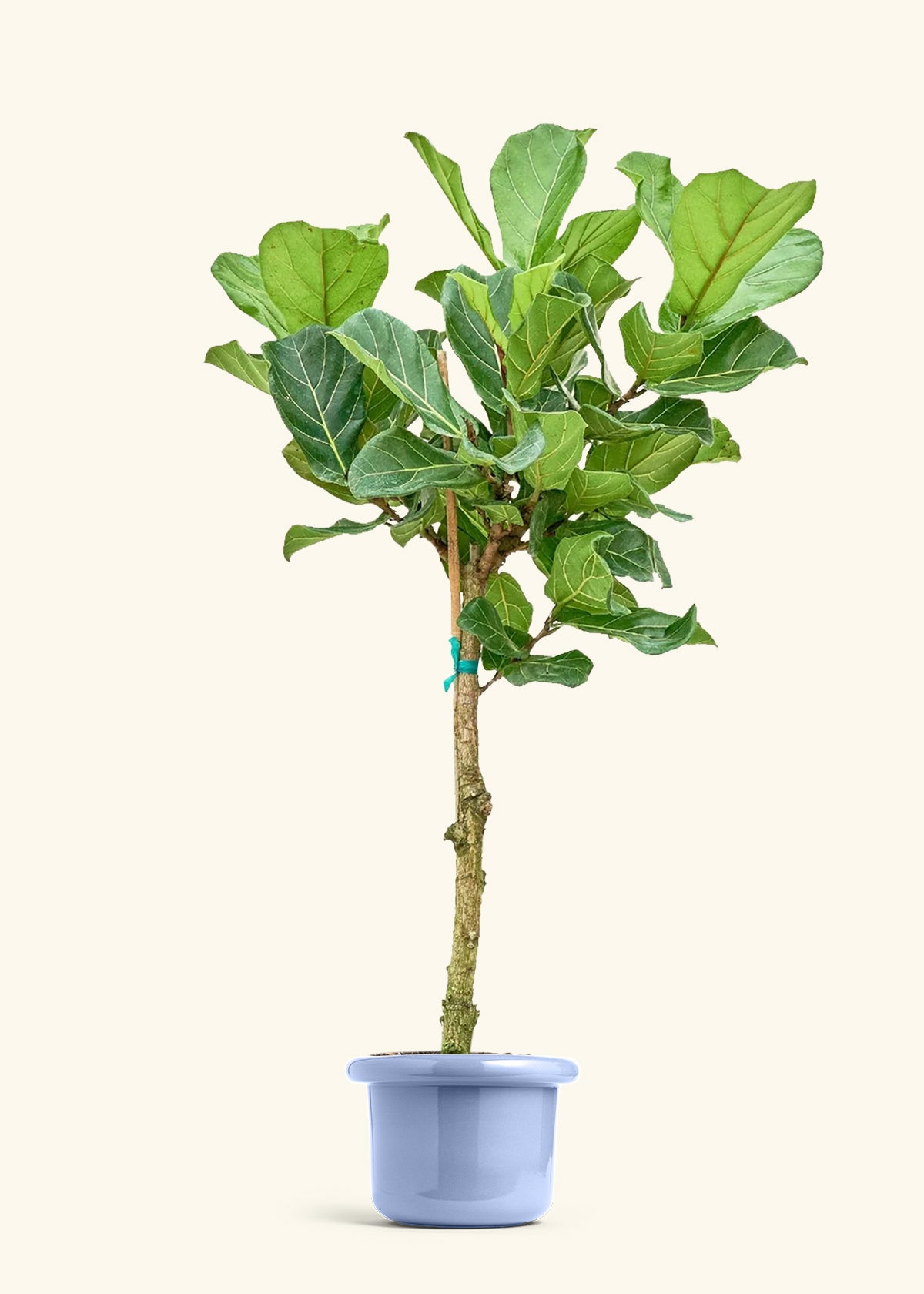 Fiddle Leaf Fig in a 10 inches Fat Lip Blue Planter 