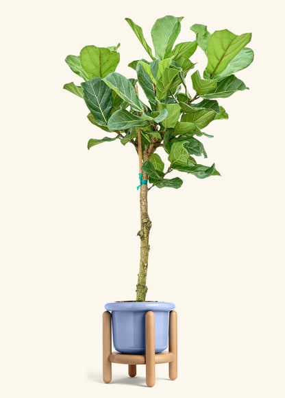 Fiddle Leaf Fig in a 10 inches Fat Lip Blue Planter in a Beech Wood Stand