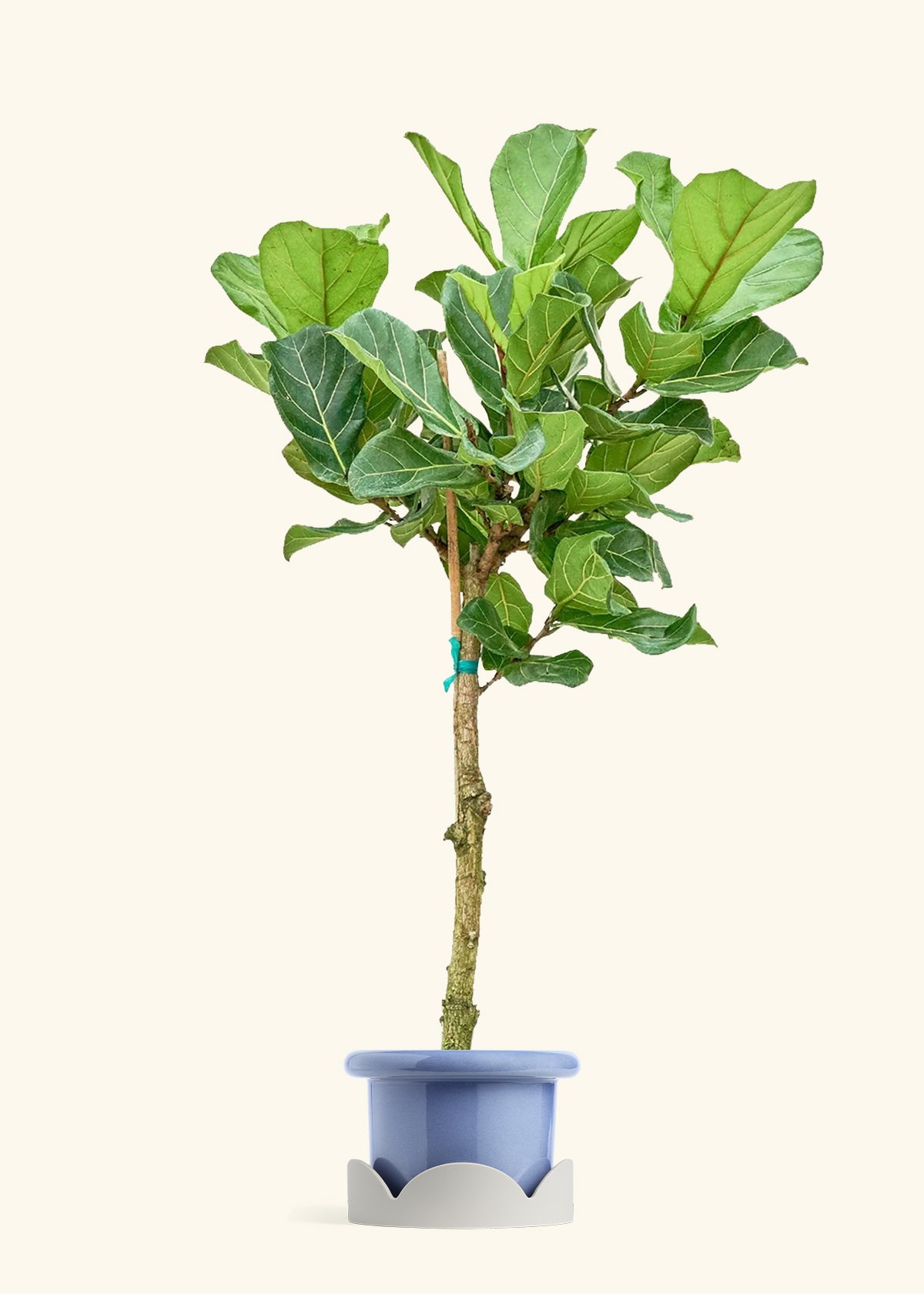 Fiddle Leaf Fig in a 10 inches Fat Lip Blue Planter in a Oat Petal Drip Tray