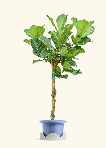 Fiddle Leaf Fig in a 10 inches Fat Lip Blue Planter in a Oat Petal Drip Tray