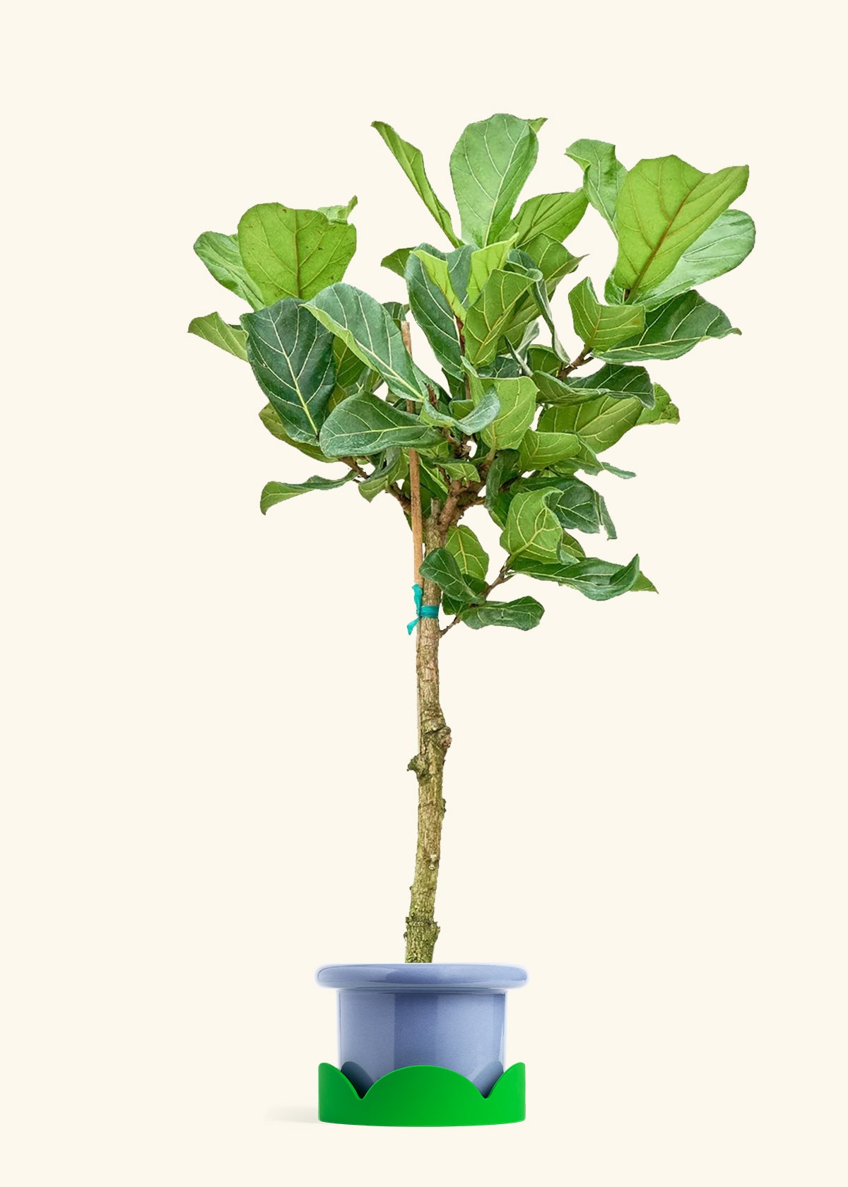 Fiddle Leaf Fig in a 10 inches Fat Lip Blue Planter in a Shamrock Petal Drip Tray