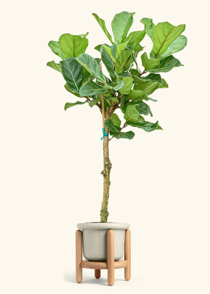 Fiddle Leaf Fig in a 10 inches Fat Lip Oat Planter in a Beech Wood Stand