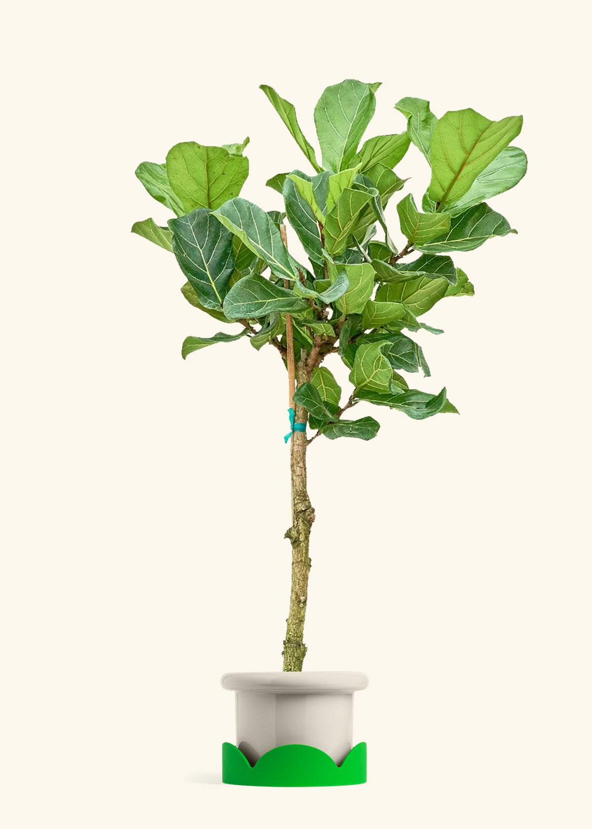 Fiddle Leaf Fig in a 10 inches Fat Lip Oat Planter in a Shamrock Petal Drip Tray