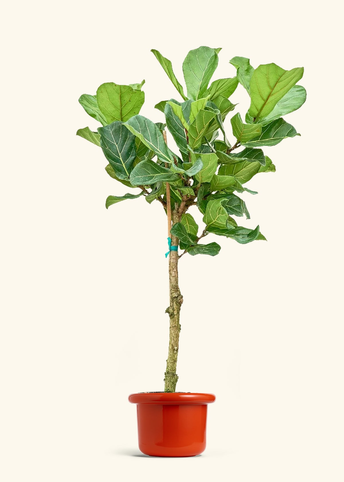 Fiddle Leaf Fig in a 10 inches Fat Lip Red Planter 