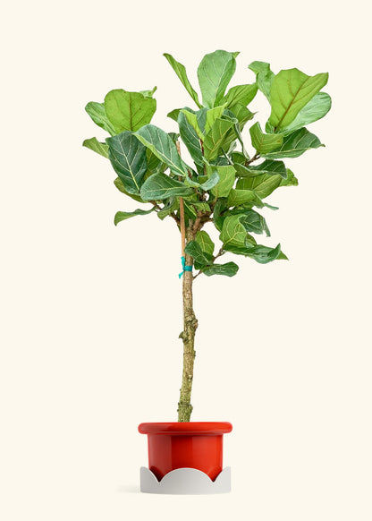 Fiddle Leaf Fig in a 10 inches Fat Lip Red Planter in a Oat Petal Drip Tray