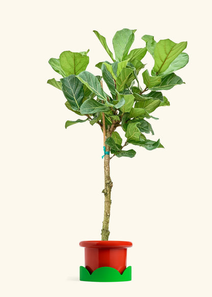 Fiddle Leaf Fig in a 10 inches Fat Lip Red Planter in a Shamrock Petal Drip Tray