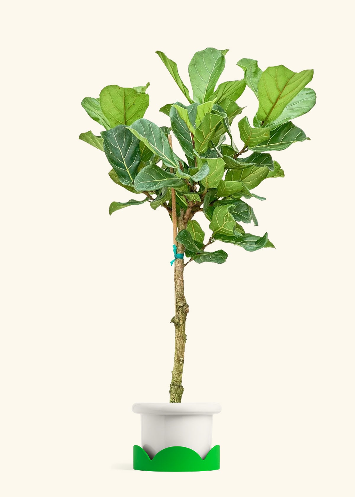 Fiddle Leaf Fig in a 10 inches Fat Lip White Planter in a Shamrock Petal Drip Tray