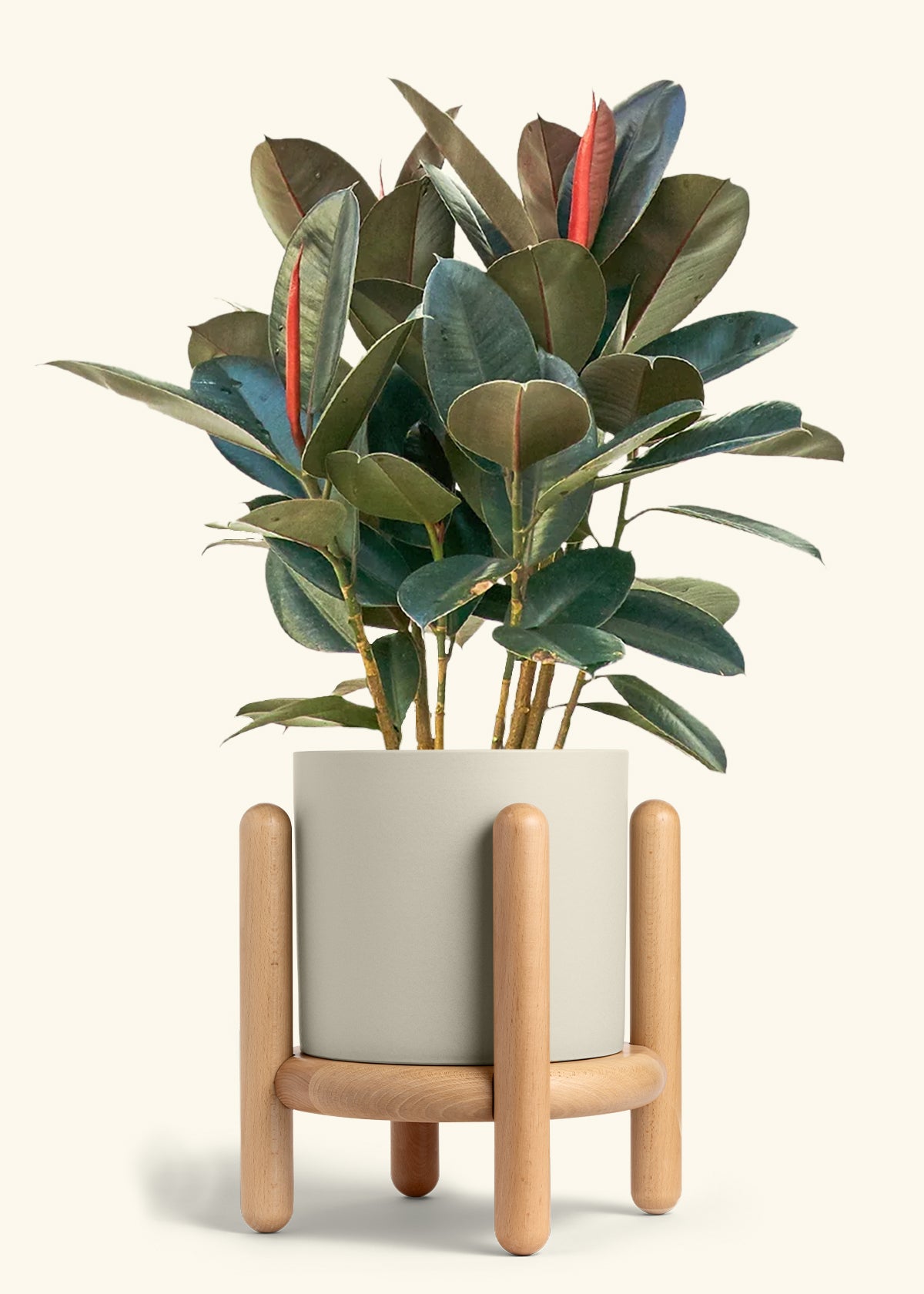 Rubber Tree Burgundy in a 10 inches Oat Classic Cylinder Planter in a Beech Wood Stand