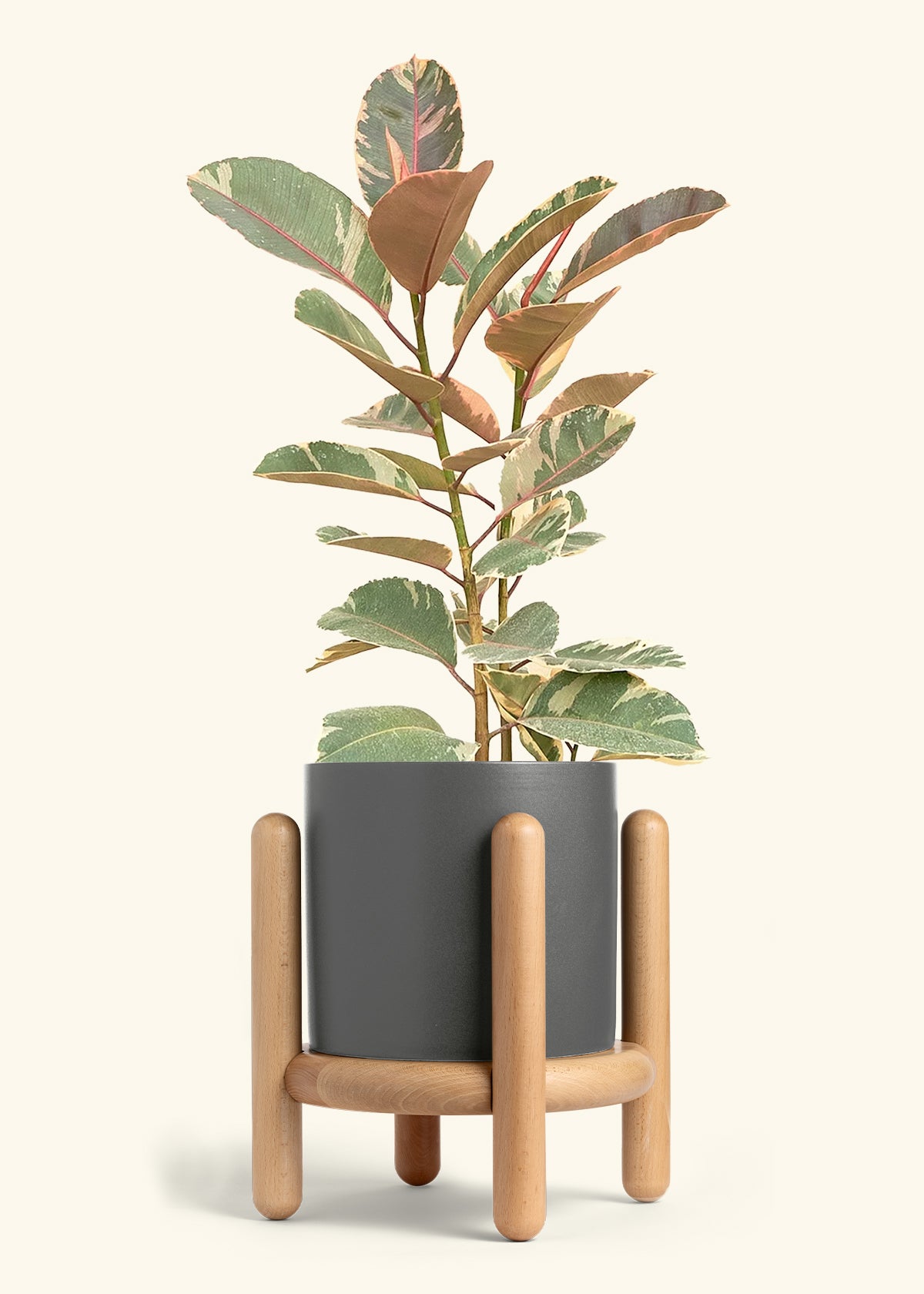 Ruby Rubber Tree in a 10 inches Charcoal Classic Cylinder Planter in a Beech Wood Stand