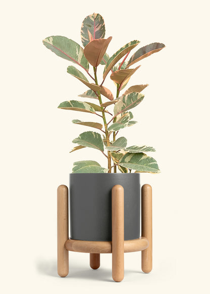 Ruby Rubber Tree in a 10 inches Charcoal Classic Cylinder Planter in a Beech Wood Stand
