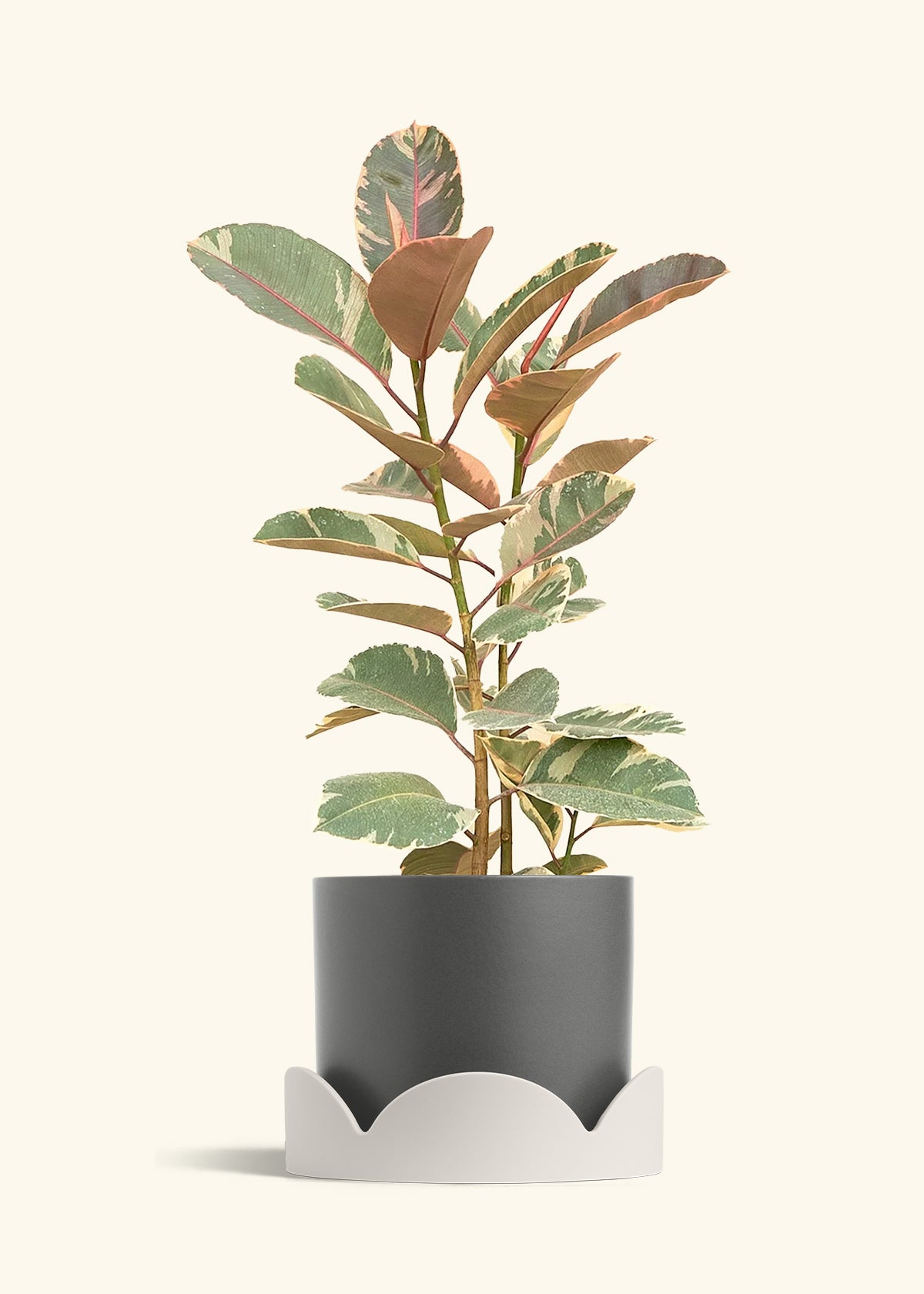 Ruby Rubber Tree in a 10 inches Charcoal Classic Cylinder Planter in a Oat Petal Drip Tray