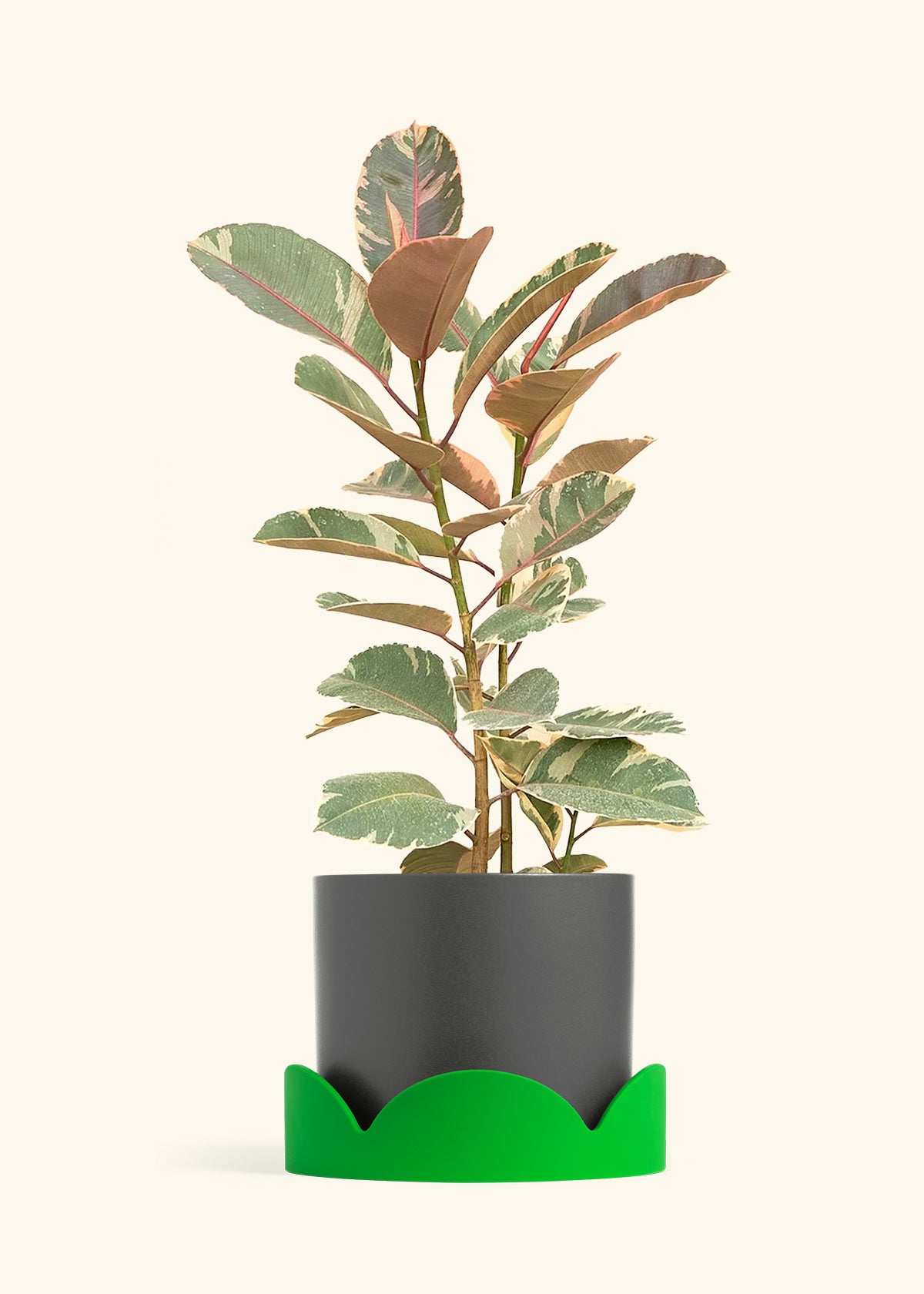 Ruby Rubber Tree in a 10 inches Charcoal Classic Cylinder Planter in a Shamrock Petal Drip Tray