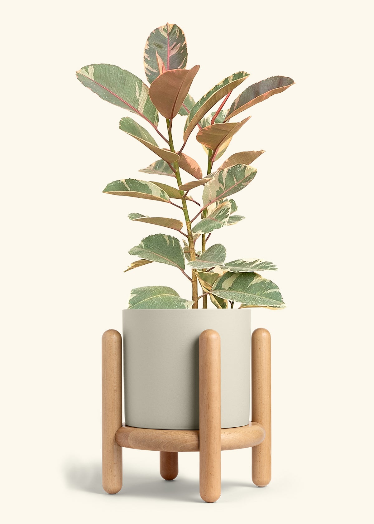 Ruby Rubber Tree in a 10 inches Oat Classic Cylinder Planter in a Beech Wood Stand