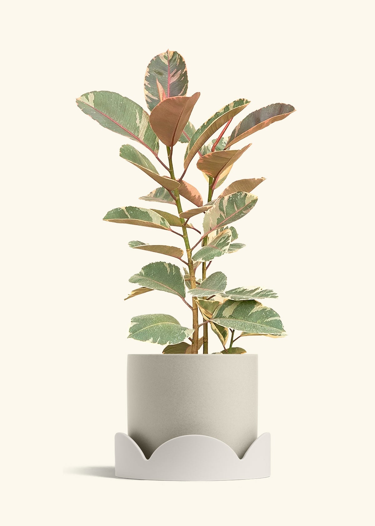 Ruby Rubber Tree in a 10 inches Oat Classic Cylinder Planter in a Oat Petal Drip Tray