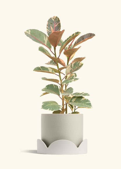 Ruby Rubber Tree in a 10 inches Oat Classic Cylinder Planter in a Oat Petal Drip Tray