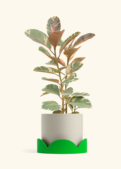 Ruby Rubber Tree in a 10 inches Oat Classic Cylinder Planter in a Shamrock Petal Drip Tray