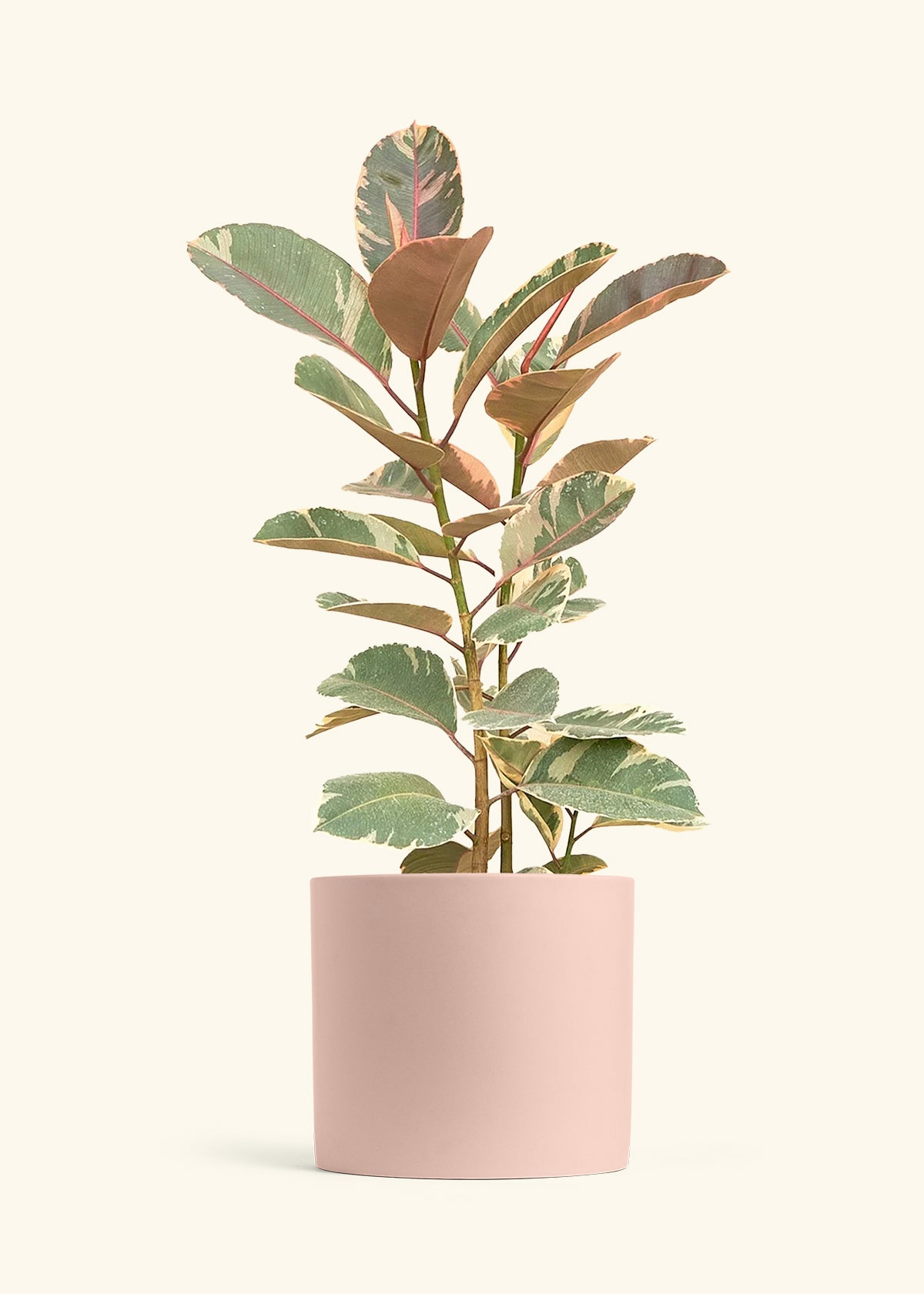 Ruby Rubber Tree in a 10 inches Pink Classic Cylinder Planter 