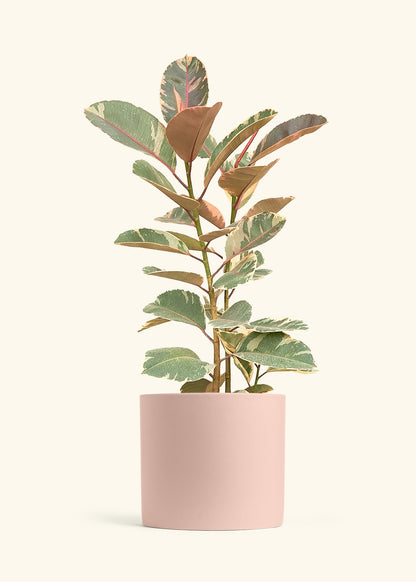 Ruby Rubber Tree in a 10 inches Pink Classic Cylinder Planter 