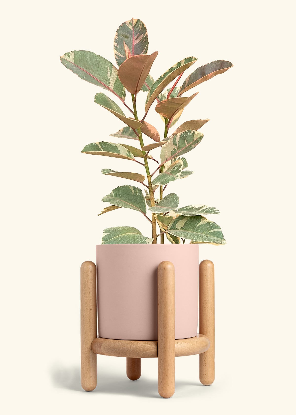 Ruby Rubber Tree in a 10 inches Pink Classic Cylinder Planter in a Beech Wood Stand
