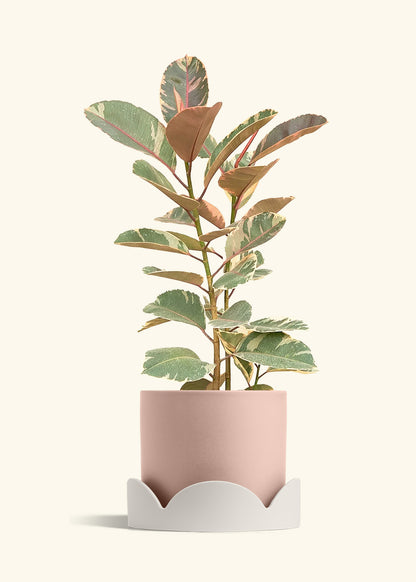 Ruby Rubber Tree in a 10 inches Pink Classic Cylinder Planter in a Oat Petal Drip Tray