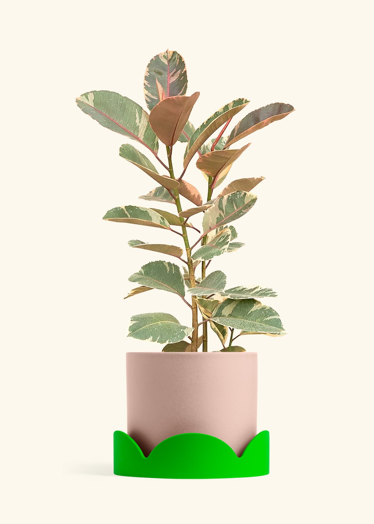 Ruby Rubber Tree in a 10 inches Pink Classic Cylinder Planter in a Shamrock Petal Drip Tray