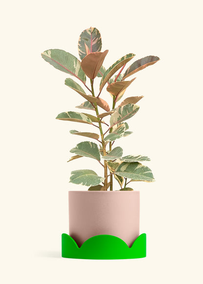 Ruby Rubber Tree in a 10 inches Pink Classic Cylinder Planter in a Shamrock Petal Drip Tray