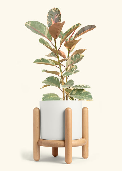 Ruby Rubber Tree in a 10 inches White Classic Cylinder Planter in a Beech Wood Stand