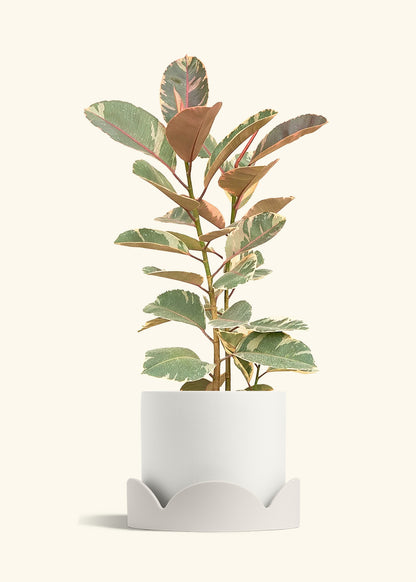 Ruby Rubber Tree in a 10 inches White Classic Cylinder Planter in a Oat Petal Drip Tray