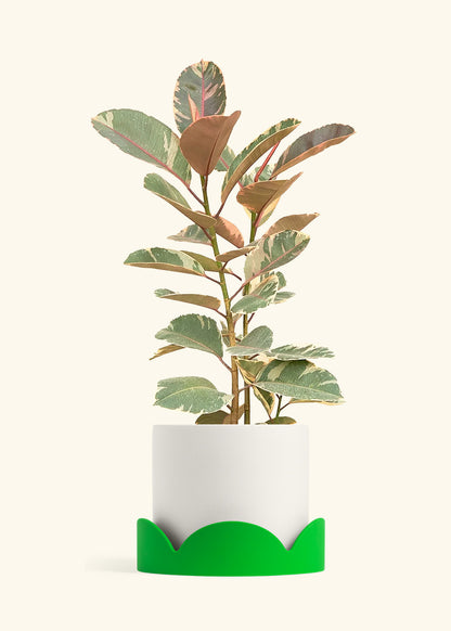 Ruby Rubber Tree in a 10 inches White Classic Cylinder Planter in a Shamrock Petal Drip Tray