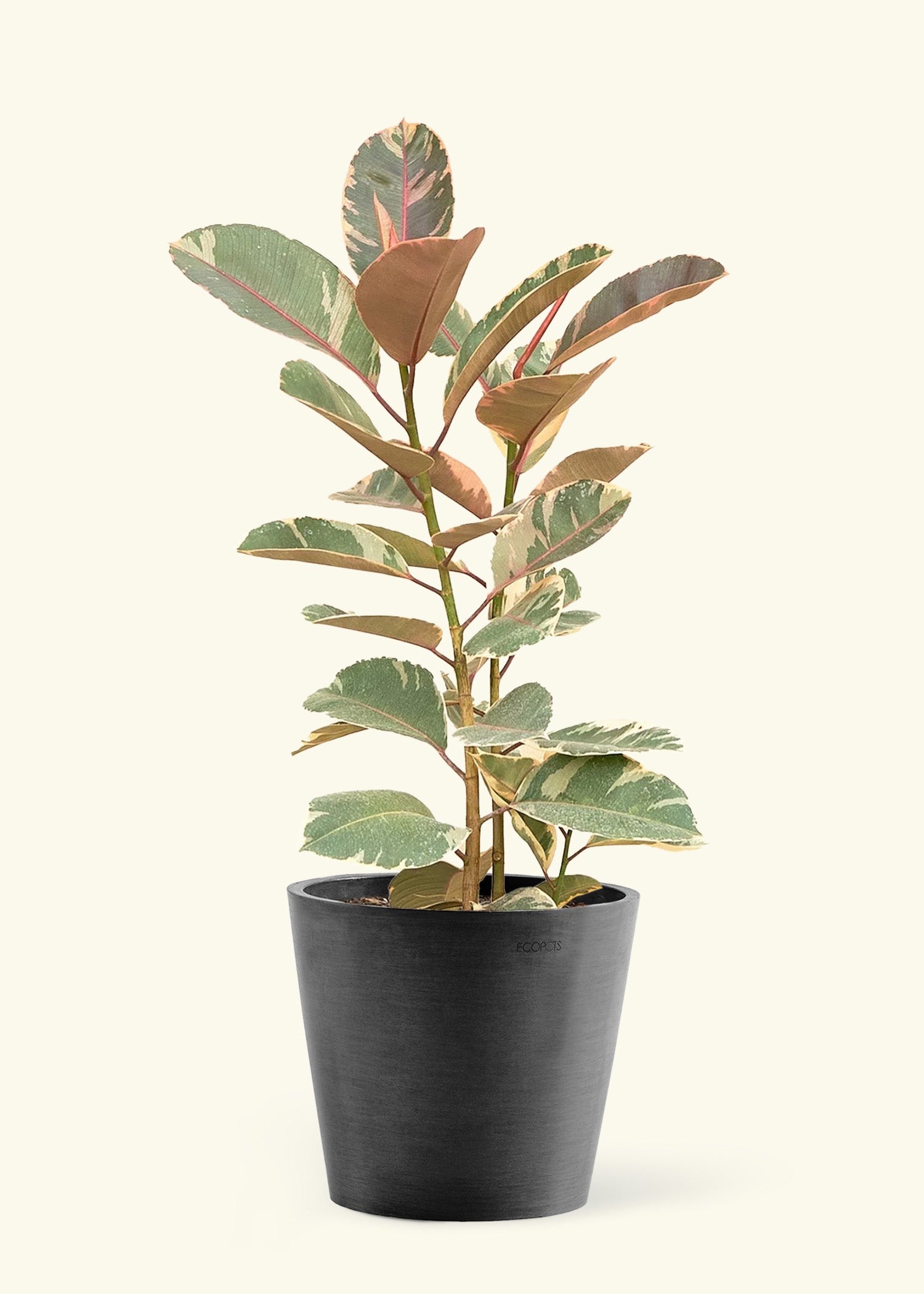 Large Ruby Rubber Tree in a black pot.