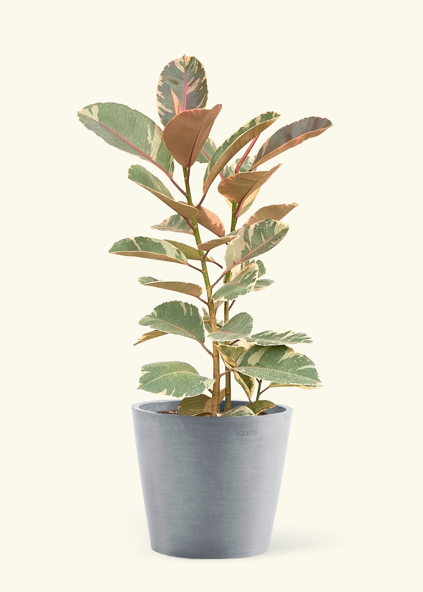 Large Ruby Rubber Tree in a gray stone pot.