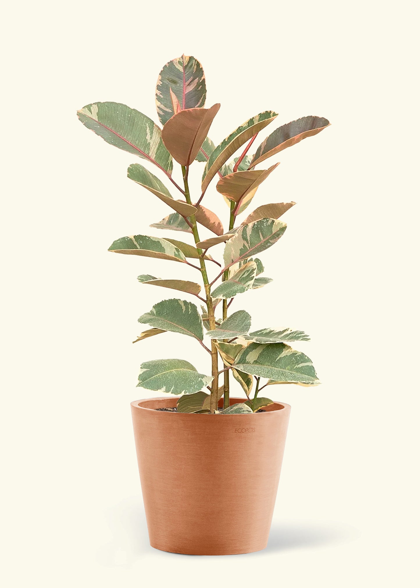 Large Ruby Rubber Tree in a terracotta pot.