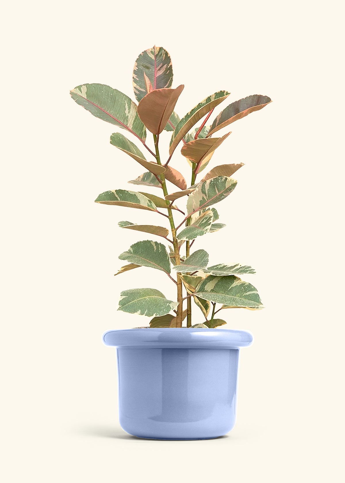 Ruby Rubber Tree in a 10 inches Fat Lip Blue Planter 