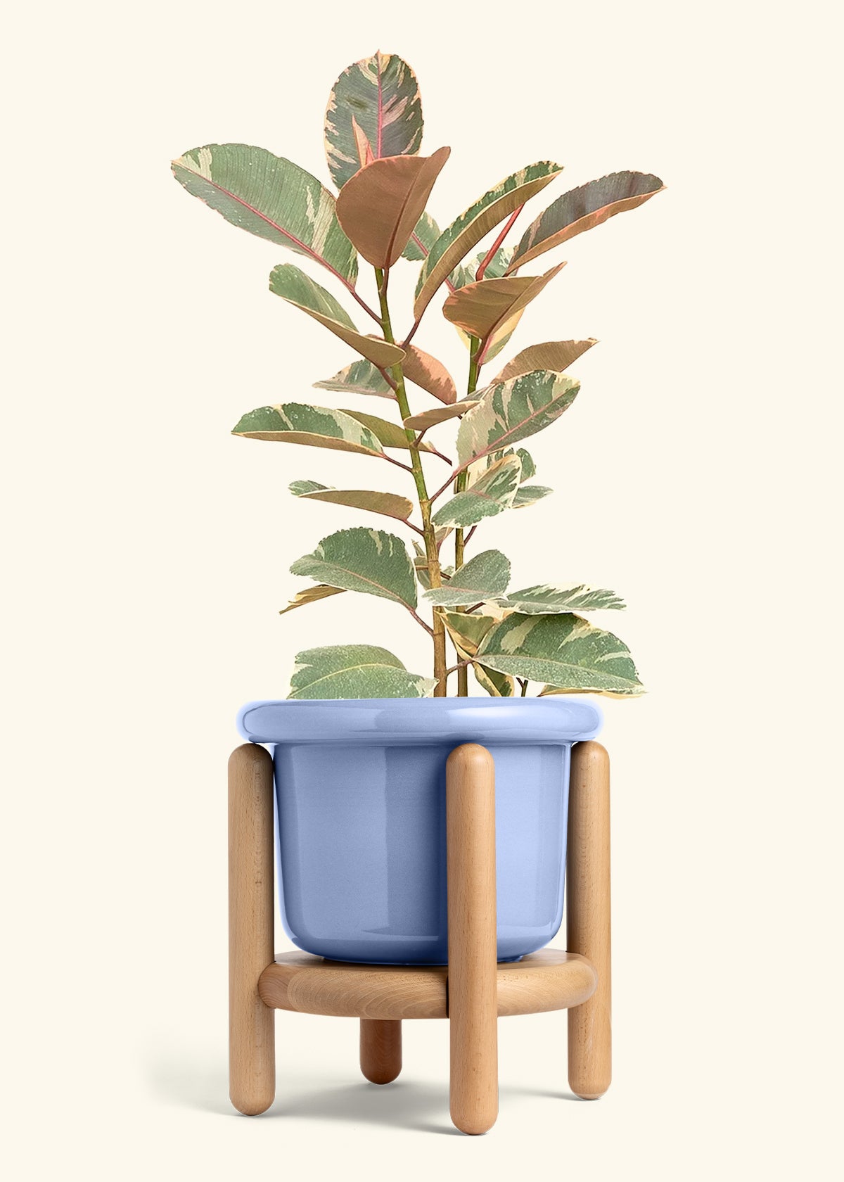 Ruby Rubber Tree in a 10 inches Fat Lip Blue Planter in a Beech Wood Stand