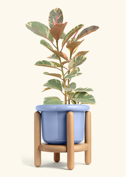 Ruby Rubber Tree in a 10 inches Fat Lip Blue Planter in a Beech Wood Stand