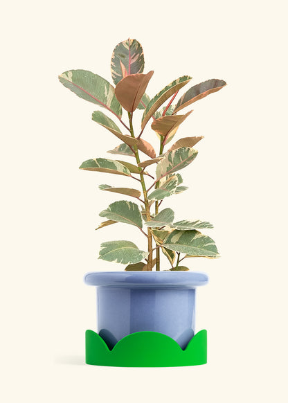 Ruby Rubber Tree in a 10 inches Fat Lip Blue Planter in a Shamrock Petal Drip Tray