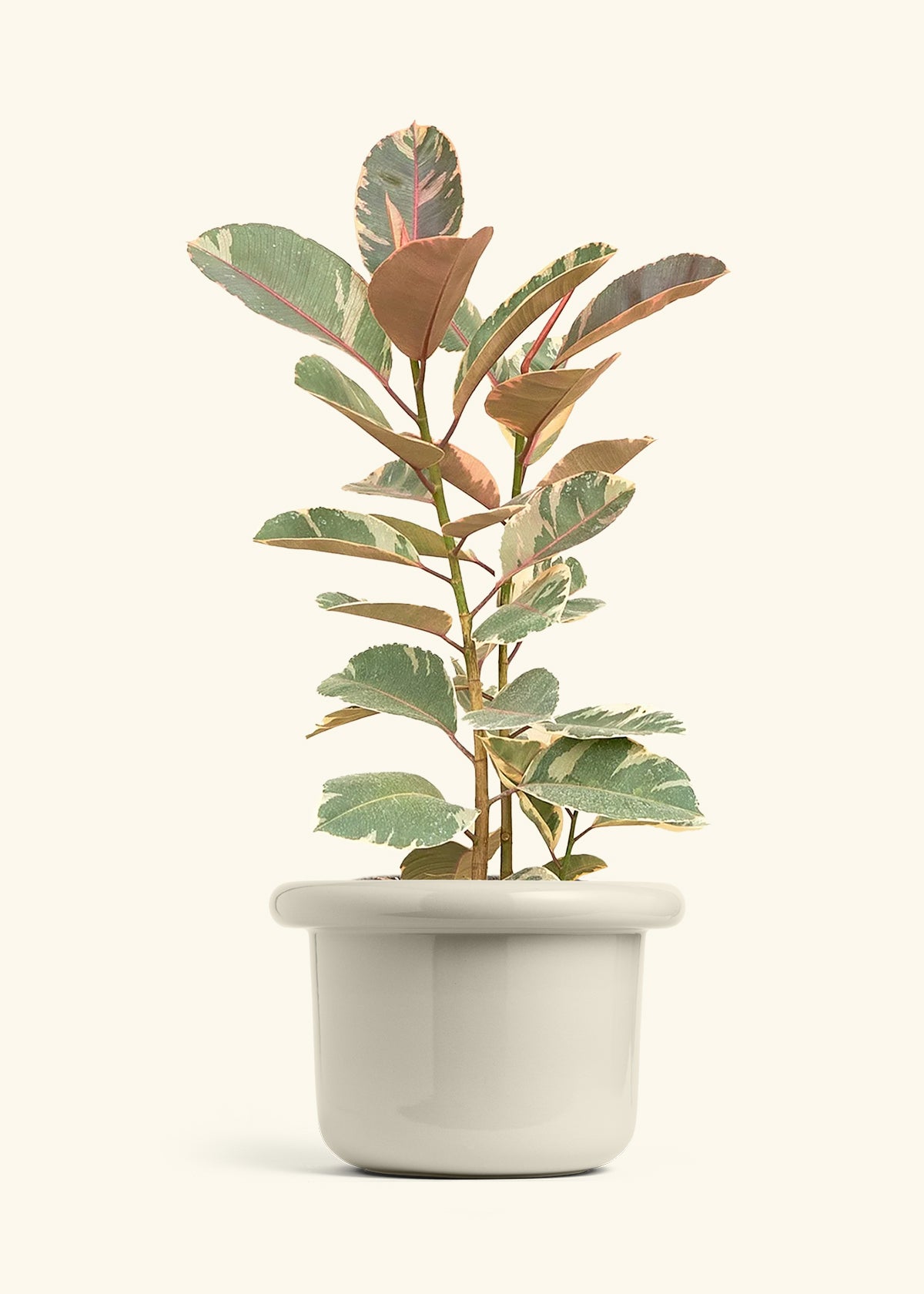 Ruby Rubber Tree in a 10 inches Fat Lip Oat Planter 
