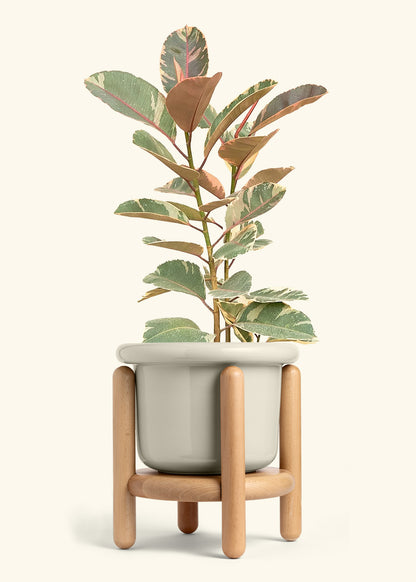 Ruby Rubber Tree in a 10 inches Fat Lip Oat Planter in a Beech Wood Stand