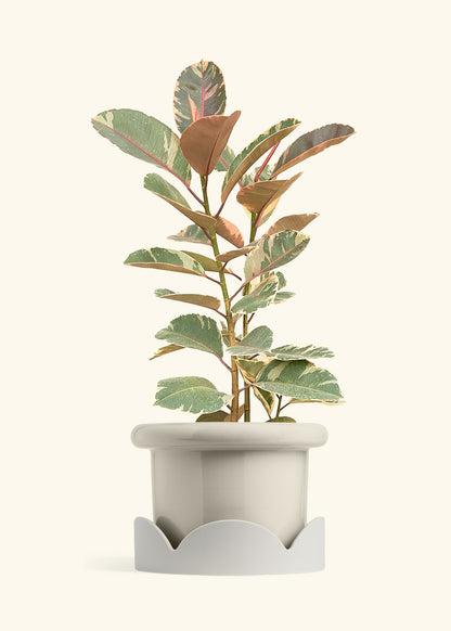 Ruby Rubber Tree in a 10 inches Fat Lip Oat Planter in a Oat Petal Drip Tray