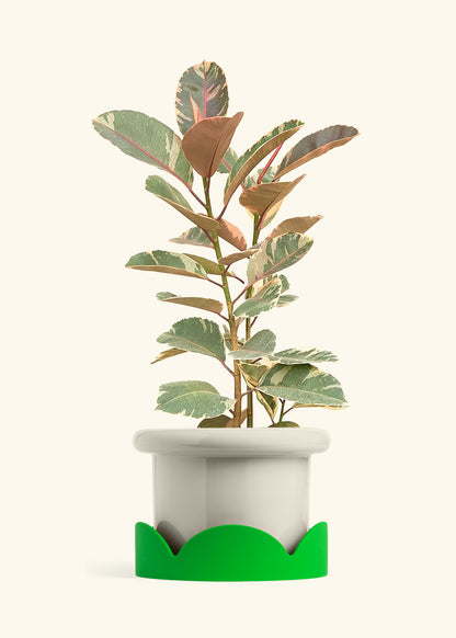 Ruby Rubber Tree in a 10 inches Fat Lip Oat Planter in a Shamrock Petal Drip Tray