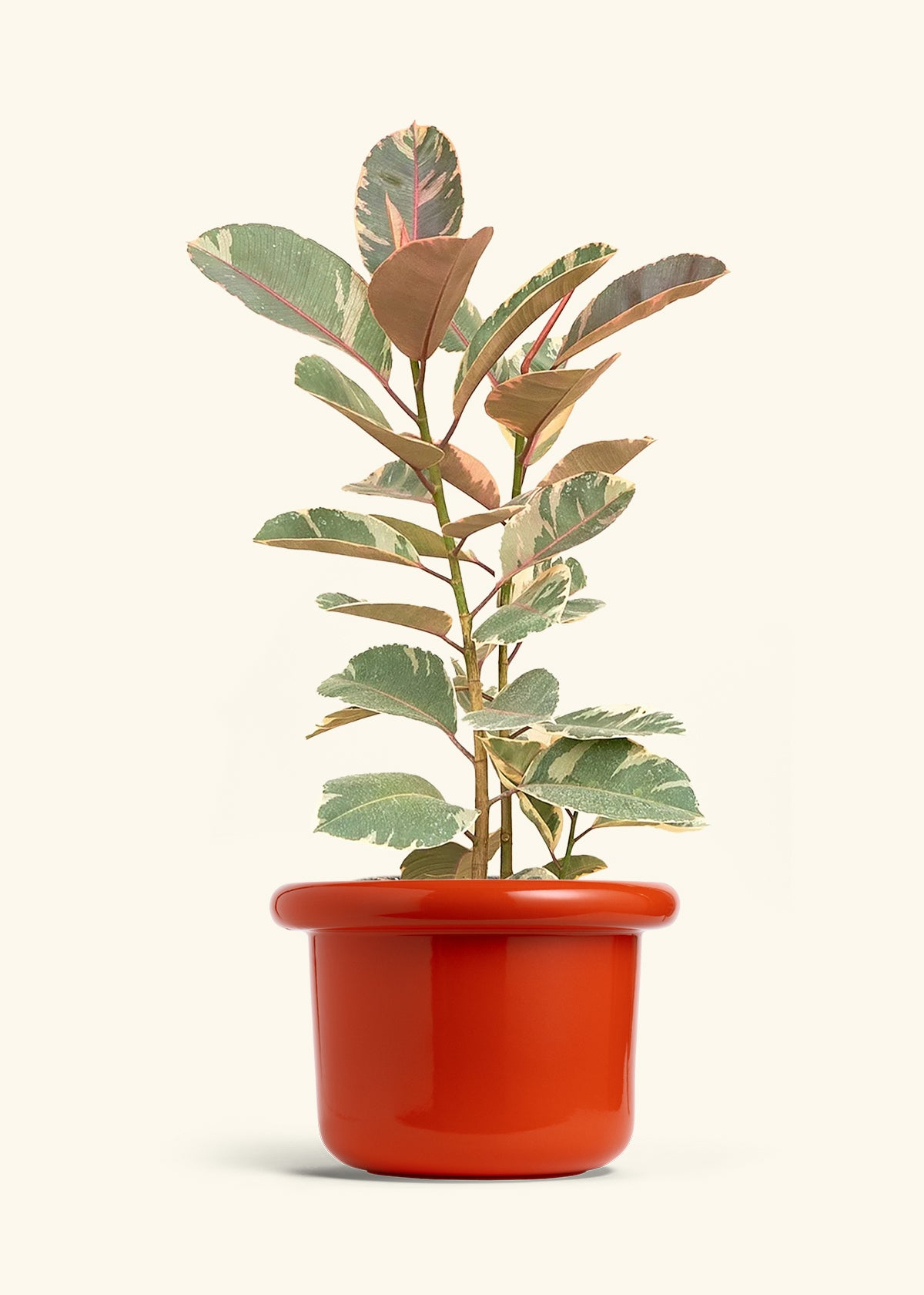 Ruby Rubber Tree in a 10 inches Fat Lip Red Planter 