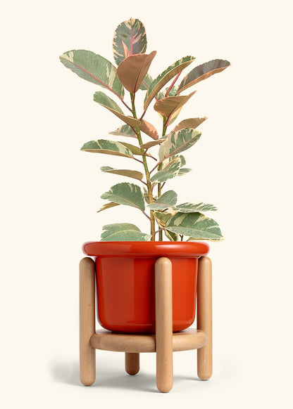 Ruby Rubber Tree in a 10 inches Fat Lip Red Planter in a Beech Wood Stand