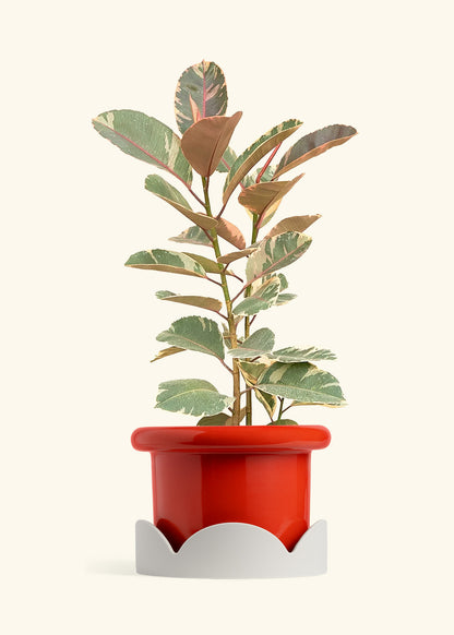 Ruby Rubber Tree in a 10 inches Fat Lip Red Planter in a Oat Petal Drip Tray