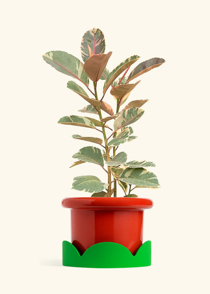 Ruby Rubber Tree in a 10 inches Fat Lip Red Planter in a Shamrock Petal Drip Tray
