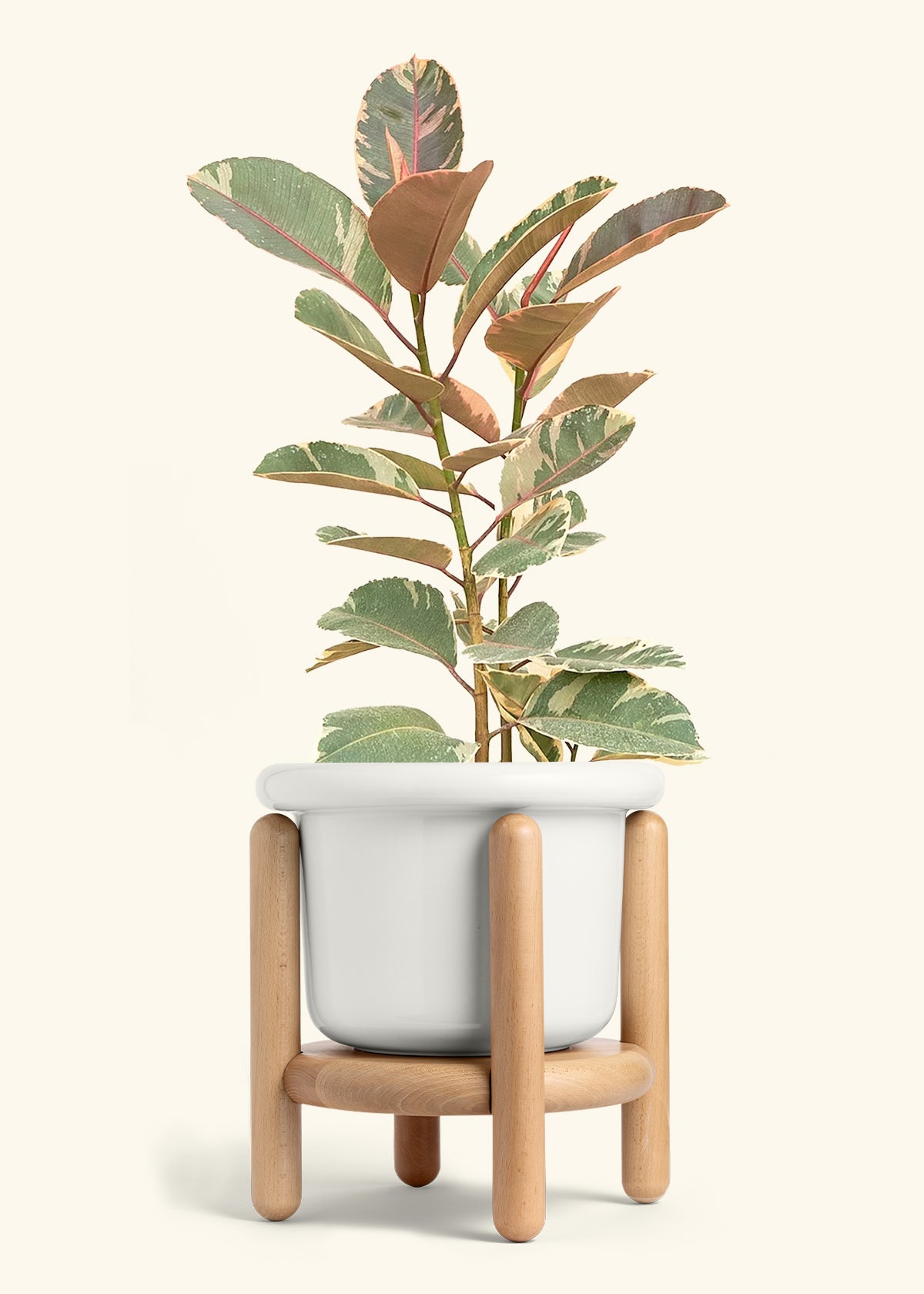 Ruby Rubber Tree in a 10 inches Fat Lip White Planter in a Beech Wood Stand